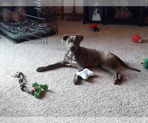 American Staffordshire Terrier-Unknown Mix Dogs for adoption in EAGAN, MN, USA