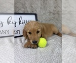 Small #5 Golden Retriever