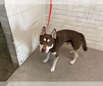 Small Siberian Husky Mix