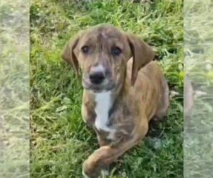 Mutt Dogs for adoption in Wakefield, RI, USA