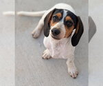 Small #5 Dachshund
