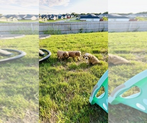 Cocker Spaniel Puppy for Sale in LAMPASAS, Texas USA