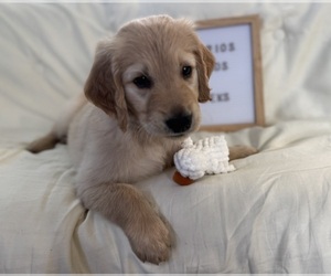 Medium Golden Retriever