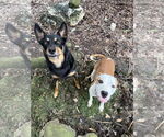 Small #5 American Pit Bull Terrier-Rat Terrier Mix