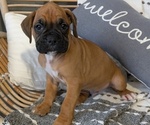 Small Photo #21 Boxer Puppy For Sale in GOSHEN, IN, USA