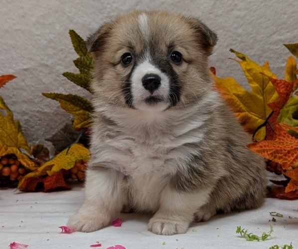 Medium Photo #5 Pembroke Welsh Corgi Puppy For Sale in GOSHEN, IN, USA