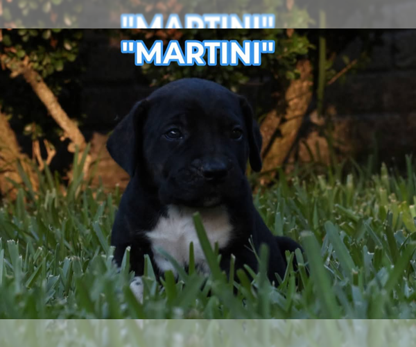 Medium Photo #4 America Bandogge Mastiff Puppy For Sale in DEER PARK, TX, USA