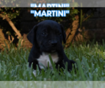 Small #3 America Bandogge Mastiff
