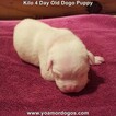 Small Photo #11 Dogo Argentino Puppy For Sale in JANE, MO, USA