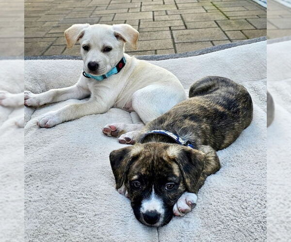 Medium Photo #3 American Staffordshire Terrier-Unknown Mix Puppy For Sale in San Juan Capistrano, CA, USA