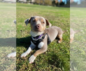 Dachshund-Unknown Mix Dogs for adoption in La Verne, CA, USA