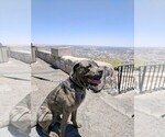 Small Photo #1 Cane Corso Puppy For Sale in KILLEEN, TX, USA