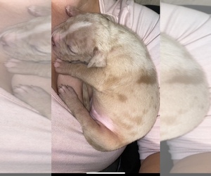 American Pit Bull Terrier Puppy for sale in BUENA VENTURA LAKES, FL, USA