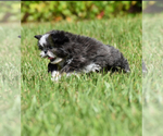 Small #3 Shih Tzu