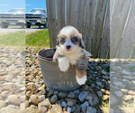 Small Photo #2 Bernedoodle Puppy For Sale in PALMETTO BAY, FL, USA