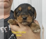 Puppy 3 Beagle-Yorkshire Terrier Mix