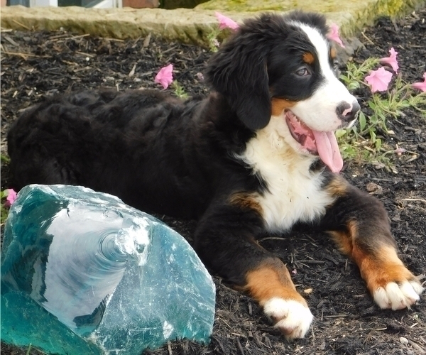 Medium Photo #5 Bernese Mountain Dog Puppy For Sale in FREDERICKSBURG, OH, USA