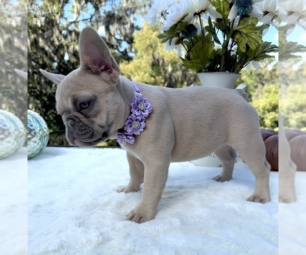 Medium Photo #6 French Bulldog Puppy For Sale in LAKE CITY, FL, USA