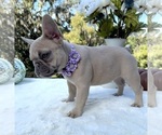 Small #5 French Bulldog