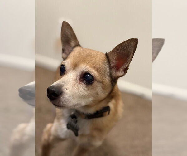 Medium Photo #4 Chihuahua-Unknown Mix Puppy For Sale in Salt Lake City, UT, USA