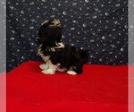Small Photo #27 Shih Tzu Puppy For Sale in PATERSON, NJ, USA