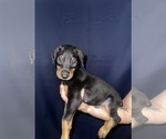 Puppy Puppy 1 Doberman Pinscher