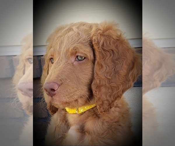 Medium Photo #1 Goldendoodle Puppy For Sale in MURFREESBORO, TN, USA