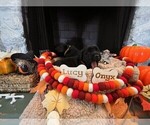 Small Photo #3 Golden Labrador Puppy For Sale in PORT ORANGE, FL, USA