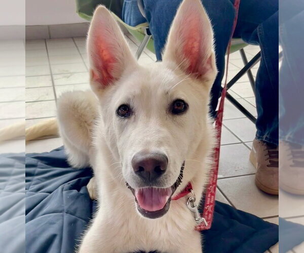 Medium Photo #10 Siberian Husky-Unknown Mix Puppy For Sale in Canton, CT, USA
