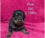 Small #5 Rottweiler