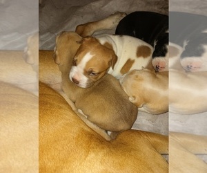 American Pit Bull Terrier Puppy for sale in SAGINAW, MI, USA