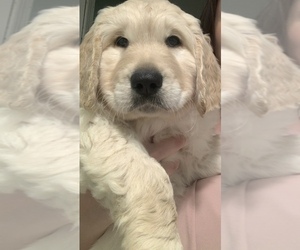 Goldendoodle Puppy for sale in COATESVILLE, PA, USA