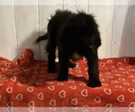 Puppy Puppy 3 Female Newfoundland