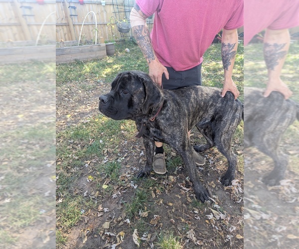 Medium Photo #1 Mastiff Puppy For Sale in BRODHEAD, WI, USA