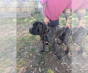 Father of the Mastiff puppies born on 08/19/2025
