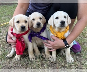 Labrador Retriever Dog for Adoption in ALEDO, Texas USA