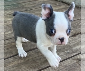 Boston Terrier Puppy for sale in BEND, OR, USA
