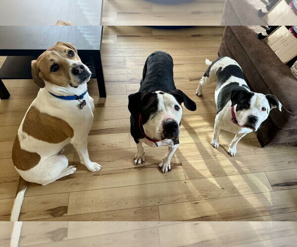 Medium Photo #6 Great Dane-Unknown Mix Puppy For Sale in Spotsylvania, VA, USA