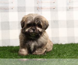 Zuchon Puppy for sale in MARIETTA, GA, USA