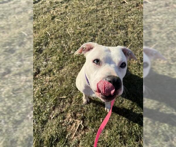 Medium Photo #2 Argentinian Mastiff-Unknown Mix Puppy For Sale in Center Township, PA, USA