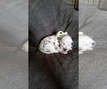 Small Photo #3 Dalmatian Puppy For Sale in LUDOWICI, GA, USA