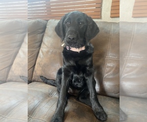 Labradoodle Puppy for sale in MVILLE, GA, USA