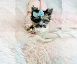 Small #2 Biewer Terrier