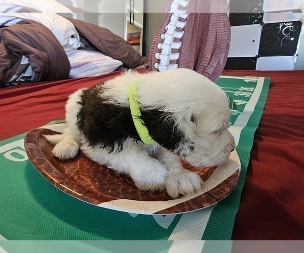 Medium Photo #10 Sheepadoodle Puppy For Sale in THORNDALE, TX, USA