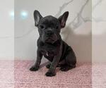 Puppy 1 French Bulldog