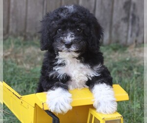 Cavapoo Puppy for Sale in JONES, Michigan USA