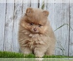 Small #17 Pomeranian