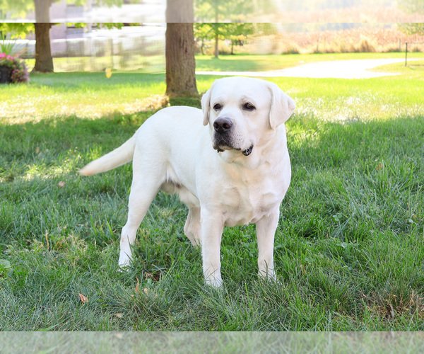 Medium Photo #1 Labrador Retriever Puppy For Sale in SYRACUSE, IN, USA