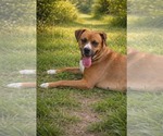 Small Photo #3 Boxador Puppy For Sale in Oakhurst, NJ, USA