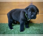 Small Photo #3 Cane Corso Puppy For Sale in NARVON, PA, USA